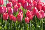 Fototapeta Tulipany - A field of tulips, the regular shapes of flowers in close-up. Pink tulips growing densely close to each other.