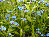 Fototapeta Kuchnia - among the green leaves there are many small blue forget-me-not flowers. side view. blue flowers background