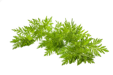 Artemisia annua plant