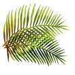 illustrierte grüne Blätter einer Palme als Freisteller auf weißem Grund