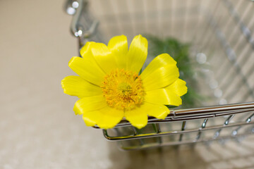 Spring flowers are bright yellow.