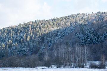 Wall Mural - Snowy trees on hills in winter partially lit by sun