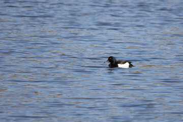 Poster - Shot of a wild duck slowly floats on the lake