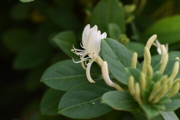 Wall Mural - Japanese honeysuckle flowers. Caprifoliaceae evergreen vine tree.
 