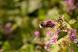 Selective focus shot of a bee on red dead nettle flowers in the meadow