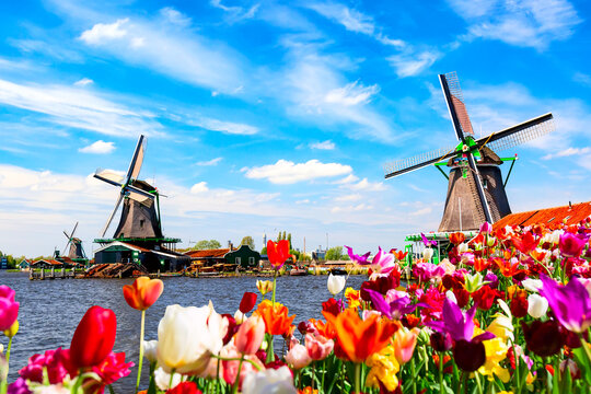 Wall Mural -  - Dutch spring landscape. Blooming colorful tulips flowerbed against river and windmills. Zaanse Schans village in the Netherlands