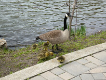 Geese Family With Goslings On The Beach