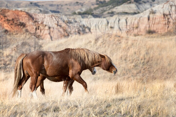 Wild horses in North Dakota's Theodore Roosevelt National Park grasslands