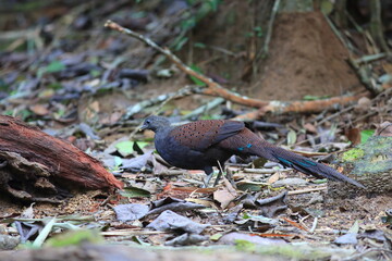 Wall Mural - Mountain peacock-pheasant (Polyplectron inopinatum) male in Malaysia