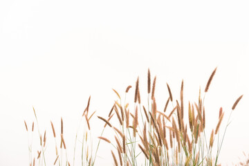 Selective soft focus of countryside dry grass.stalks blowing in the wind at golden sunset light.