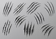 Claw marks, scratches and torn traces of vector animal paw slashes. Monster claw marks of wild tiger, lion, cat or bear attacks, dinosaur or werewolf aggressive traces, Halloween or horror themes