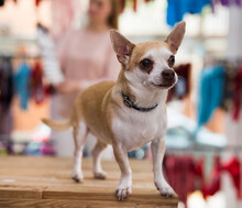 Little Cute Puppy Chihuahua Sitting In Pet Shop And Waiting For Its Owners