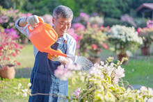 Senior Man Watering The Garden