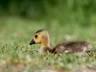 Wall Mural - Gosling of a Canada Goose (Branta canadensis) resting in the grass, Germany