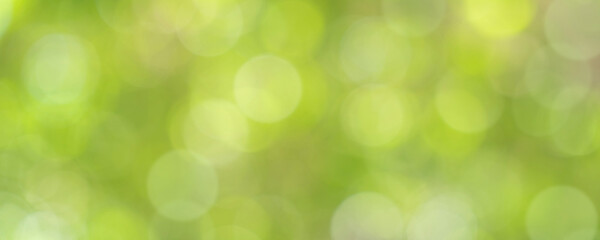Wall Mural - nature of green leaf bokeh in garden at summer under sunlight. natural bokeh of green leaves plants 