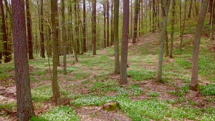 Wall Mural - Not high flight in beautiful spring forest. 4k AERIAL.