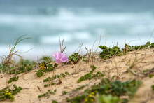 Bindweed In Bloom In Sand Dunes