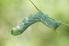 Caterpillar On Branch