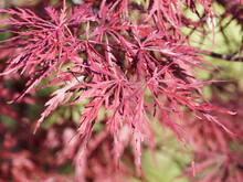 Acer Palmatum Dissectum | Garnet Japanese Maple 'Garnet' . Graceful Small Tree With Lacy, Deeply Cut Dark Red Leaves