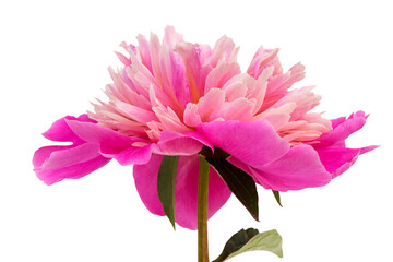 Wall Mural - Isolated large pink peony flower on white background