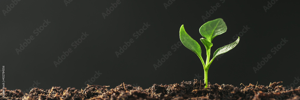 Green seedling growing on the ground in the rain - obrazy, fototapety, plakaty 