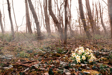 Wall Mural - White flowers grow in a forest. Sun rise time, background in a mist. Nature background. Selective focus. Nobody.