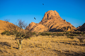 Canvas Print -  Rocks and birds in the desert Namib