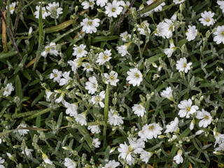 Wall Mural - WHITE FLOWER SERIES  IN RAIN