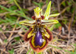 Flower of Ophrys speculum, the mirror orchid, with a shining blue, glossy lip, fringed with red-brown hairs, imitating a female wasp, on Majorca, Spain