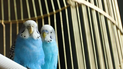 Wall Mural - Two beautiful budgies in a cage. Love between parrots. Pets