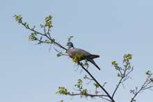 Columba Palumbus - Porumbel Gulerat - Common Wood Pigeon