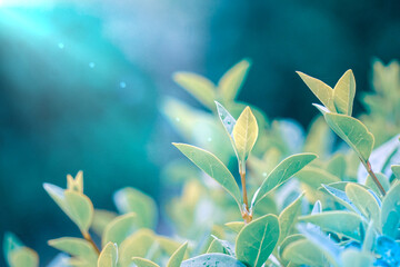 green plant leaves in the garden in spring season, green background