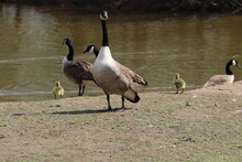 Canadian Geese And Goslings