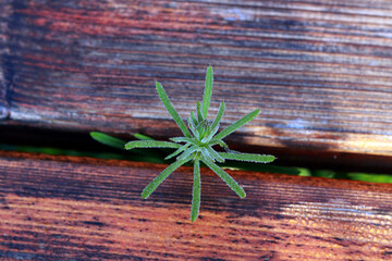 a small herb growing between 2 tiles of wood on a bench in tineretului park.