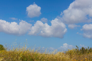 Harvesting. Fields of ripe wheat against of blue sky with clouds