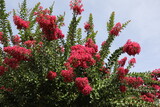 Fototapeta Sypialnia - Lagerstroemia commonly known as crape myrtle also spelled crepe myrtle tree with red flowers