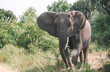 Big gray elephant crossing the road in a wildlife in the national park of Uganda. Africa.