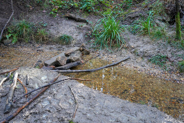 Wall Mural - Small stream in the middle of woodland