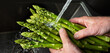 Hands hold green asparagus to rinse with water. Preparation for an asparagus menu. Kitchen work for gastronomy. Close up. 