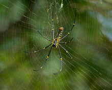Giant Wood Spider Resting On Its Web