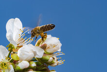 Spring Tree Blossom With Blue Sky. Insect On Top Of Bloom In Close Up