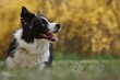 © nicolecedik - Happy Border Collie Looks to the Right in Spring Park. Adorable Black and White Dog Smiles while Lying Down in Green Grass with Yellow Flowered Background. Side Profile of Domestic Animal.