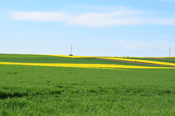 Wall Mural - gelbe und grüne Felder im Frühling