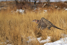Ring-necked Pheasant Hen - Flight