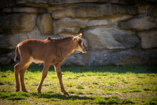 Sable Antelope Young In Park