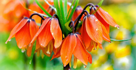 Kaiserkrone Blume,  Liliengewächs, Nahaufnahme