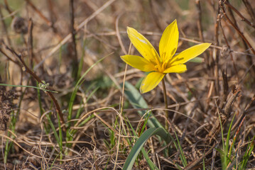 Wall Mural - tulip yellow wild flower spring sunlight