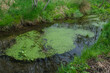 Viele kleine grüne Wasserpflanzen / Wasserlinsen auf einem kleinen Gewässer / Bach