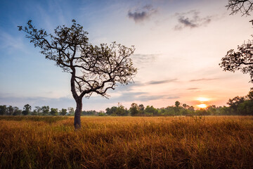 Canvas Print - Dry grass field with big tree on sunrise