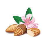 Fototapeta Dinusie - composition with almonds on a white background.